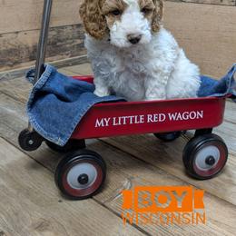 Wisconsin - Parti male Goldendoodle puppy in Cambridge, Minnesota from Country Meadow Doodles