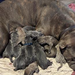 Cane Corso from 336 Cane Corso