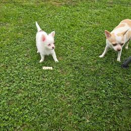 Skittles - Chocolate and white female Chihuahua puppy in Amity, Pennsylvania from Baxters Chihuahuas