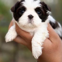 Majesty's Shih Tzu Gia - Liver and white female Shih Tzu puppy in Douglas, Massachusetts from Majesty’s Shih Tzus