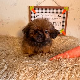 Roo - Blue male Shih Tzu puppy in Hibbing, Minnesota from Iron Range Shih Tzu and Puppies