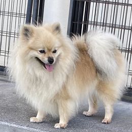 Dixie Hanakahi - Pomeranian