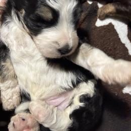 Java- mini bernedoodle - Tri-color male Bernedoodle puppy in Pittsburg, Illinois from Doodles on Rock Creek