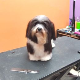 Trip - Havanese