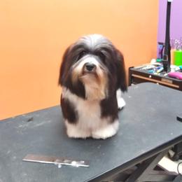 Trip - Havanese