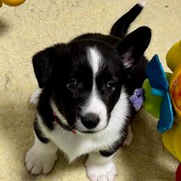 Moonshine (Red collar) - Black and white female Cardigan Welsh Corgi puppy in Omaha, Arkansas from DnD Corgis