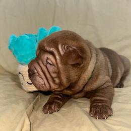 Coco - Chocolate dilute female Chinese Shar-Pei puppy in China, Michigan from Blackwitch Farms