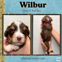 Wilbur (Red boy) - Tri-color male Bernedoodle puppy in Boiling Springs, South Carolina from OlliePups, LLC