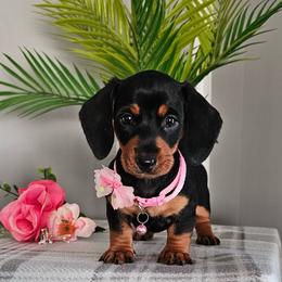 Hazel - Black and tan female Dachshund puppy in Utica, Ohio from Poodle Me Crazy