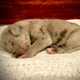 Great Dane Puppies from Alchemy Danes