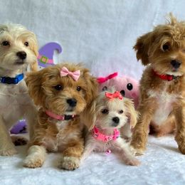 Maltipoo puppies from Fiesta Pups