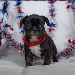 French Bulldog Puppies from Faux Real Frenchies