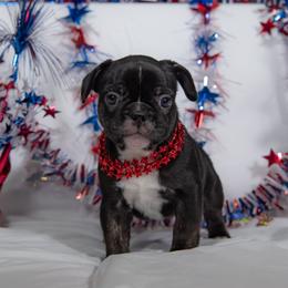 French Bulldog Puppies from Faux Real Frenchies