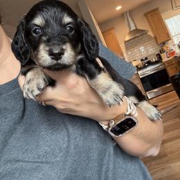 Murphy - Black and cream male Dachshund puppy in Paradise, California from Lexi Barnes