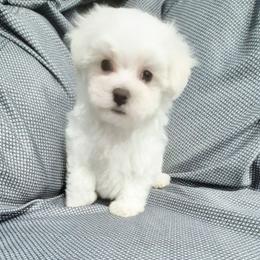 Buddy - White male Maltese puppy in Austin, Texas from Austin Maltese Babies