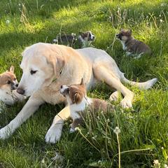 Pembroke Welsh Corgi puppies from Rocking Ridge Ranch