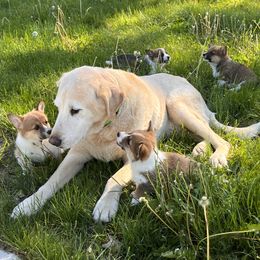 Pembroke Welsh Corgi puppies from Rocking Ridge Ranch