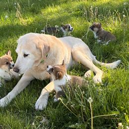 Pembroke Welsh Corgi puppies from Rocking Ridge Ranch