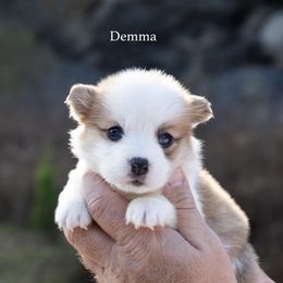Demma - Red female Pembroke Welsh Corgi puppy in Manchester, Kentucky from Riverside Corgis