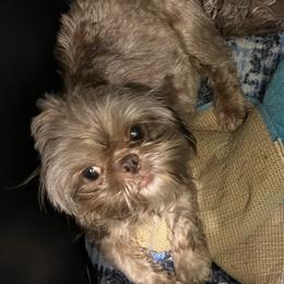 Nova - Shih Tzu