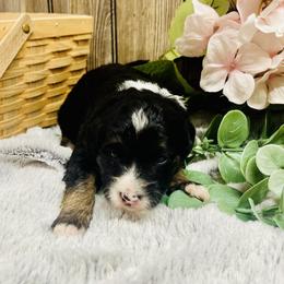 Penelope - Black tri-color female Aussiedoodle puppy in Hamilton, Michigan from White Pine Farm