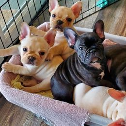 French Bulldogs from Millander Bullies  French Bulldogs
