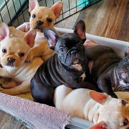 French Bulldogs from Millander Bullies  French Bulldogs