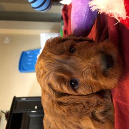 Goldendoodle Puppies from Idyllic Doodles