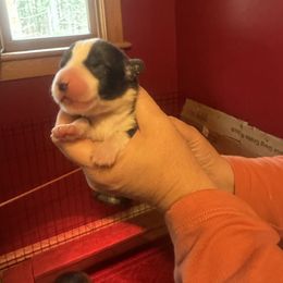 Boy 2 - Sable and white male Cardigan Welsh Corgi puppy in Buskirk, New York from Hana-K’s Cardigan Welsh Corgis