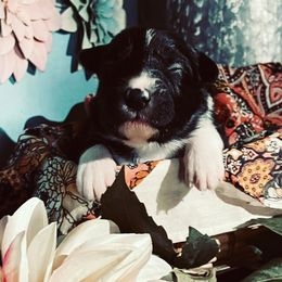 Border Collie Puppies from SoCal Border Collies