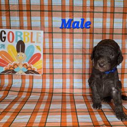 Neo - Brown male Poodle puppy in Woodbury, Pennsylvania from Zimmerman's Poodles