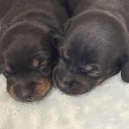 Little Boy - Black and tan male Dachshund puppy in Rutherfordton, North Carolina from Mountain Farm Dachshunds