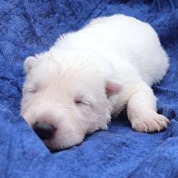 Green girl - White female German Shepherd puppy in Bexar County, Texas from Scenic Creek German Shepherds and White Swiss Shepherds