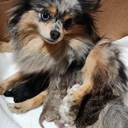 Pomeranian puppies from Denise’s Exquisite Pomeranians