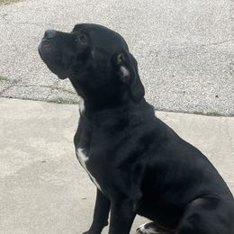 Bane - Cane Corso