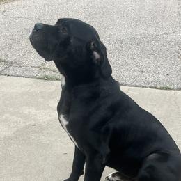 Bane - Cane Corso