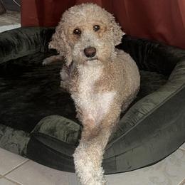 Oaklee - Goldendoodle
