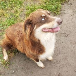 Ladybug - Australian Shepherd
