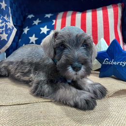 Miniature Schnauzer Puppies from Timeless Miniature Schnauzers