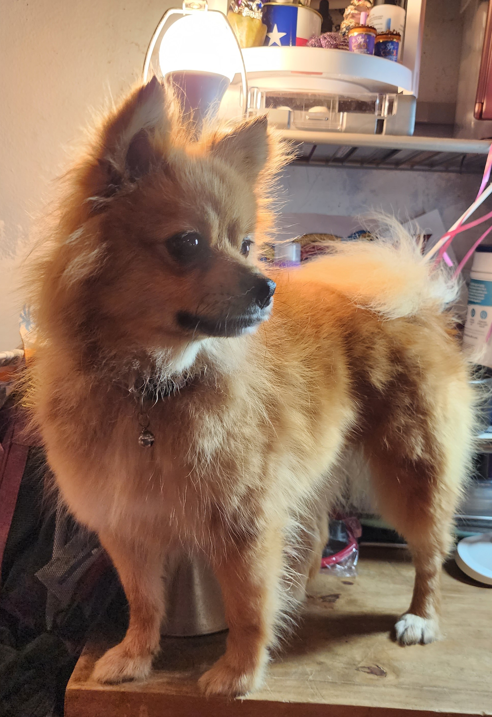 Galina "Lina" - Pomeranian