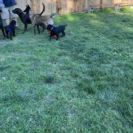 Labrador Retriever Puppies from Wings of Freedom Retrievers