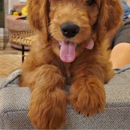 Goldendoodle Puppies from Rustic Road Doodles