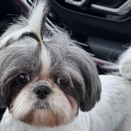 Jeannie - Shih Tzu
