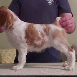Brittany Puppies from Tommie Dahl
