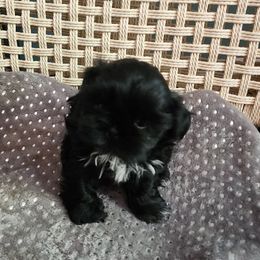 Shih Tzu puppies from Echomoon Shih Tzu