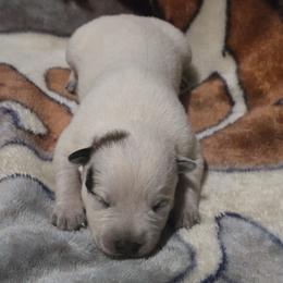 Boy 3 - male Australian Cattle Dog puppy in Canton, Pennsylvania from DNB Heelers