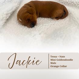 Jackie - Red  male Goldendoodle puppy in Garden Grove, California from Sunkissed Doodles