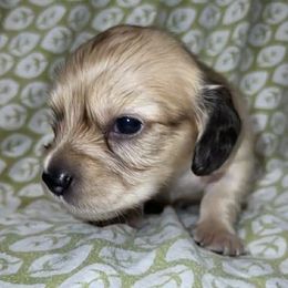 Racoon - Cream male Dachshund puppy in Chesapeake, Virginia from Ari's Labradoodles