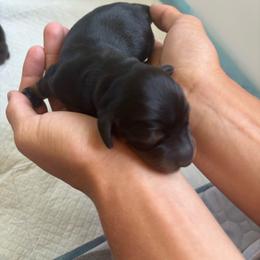 Biggie - Black and tan male Dachshund puppy in Weiser, Idaho from Peace Love and Doxies