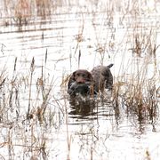 Ruby - Boykin Spaniel